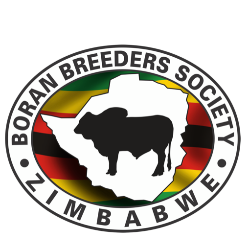 Zimbabwe Boran